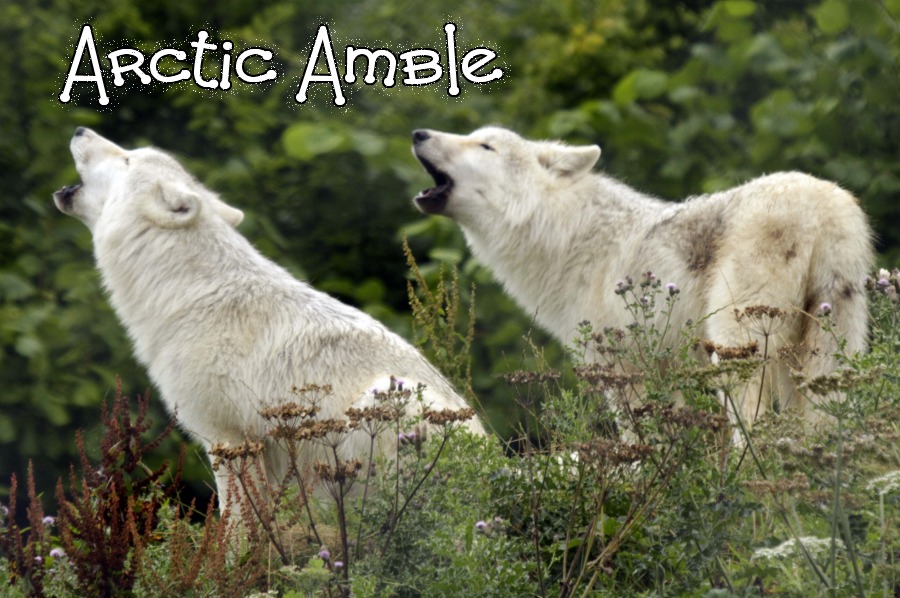 Arctic Amble