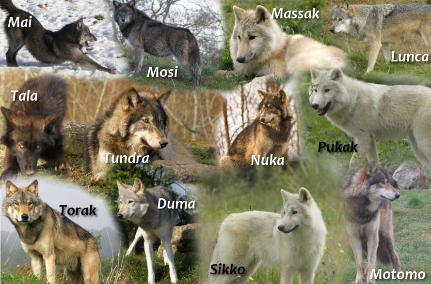 Adopt a wolf