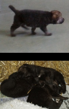 Cubs on 19th/22nd May Cubs on 19th/22nd May