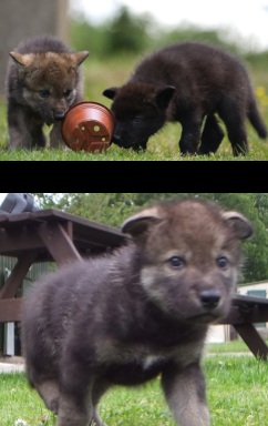 Cubs on 26/9th May Cubs on 26/9th May