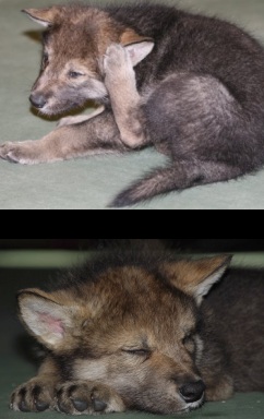 Cubs on 4th/8th June Cubs on 4th/8th June