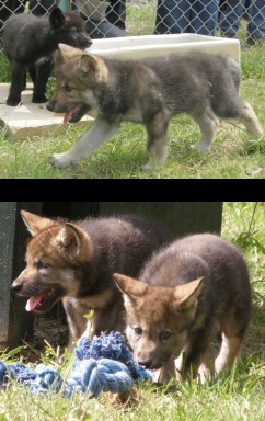 Cubs on 12th June Cubs on 12th June