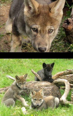 Cubs on 23rd/26th June Cubs on 23rd/26th June