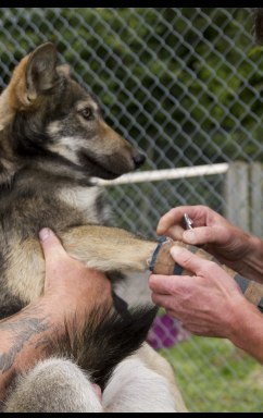 Tundra has her cast removed Tundra has her cast removed