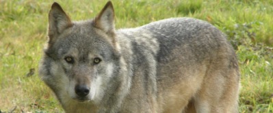 Lunca