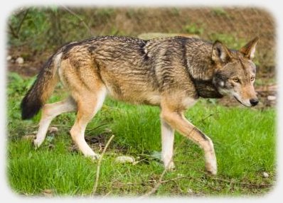 Red wolf