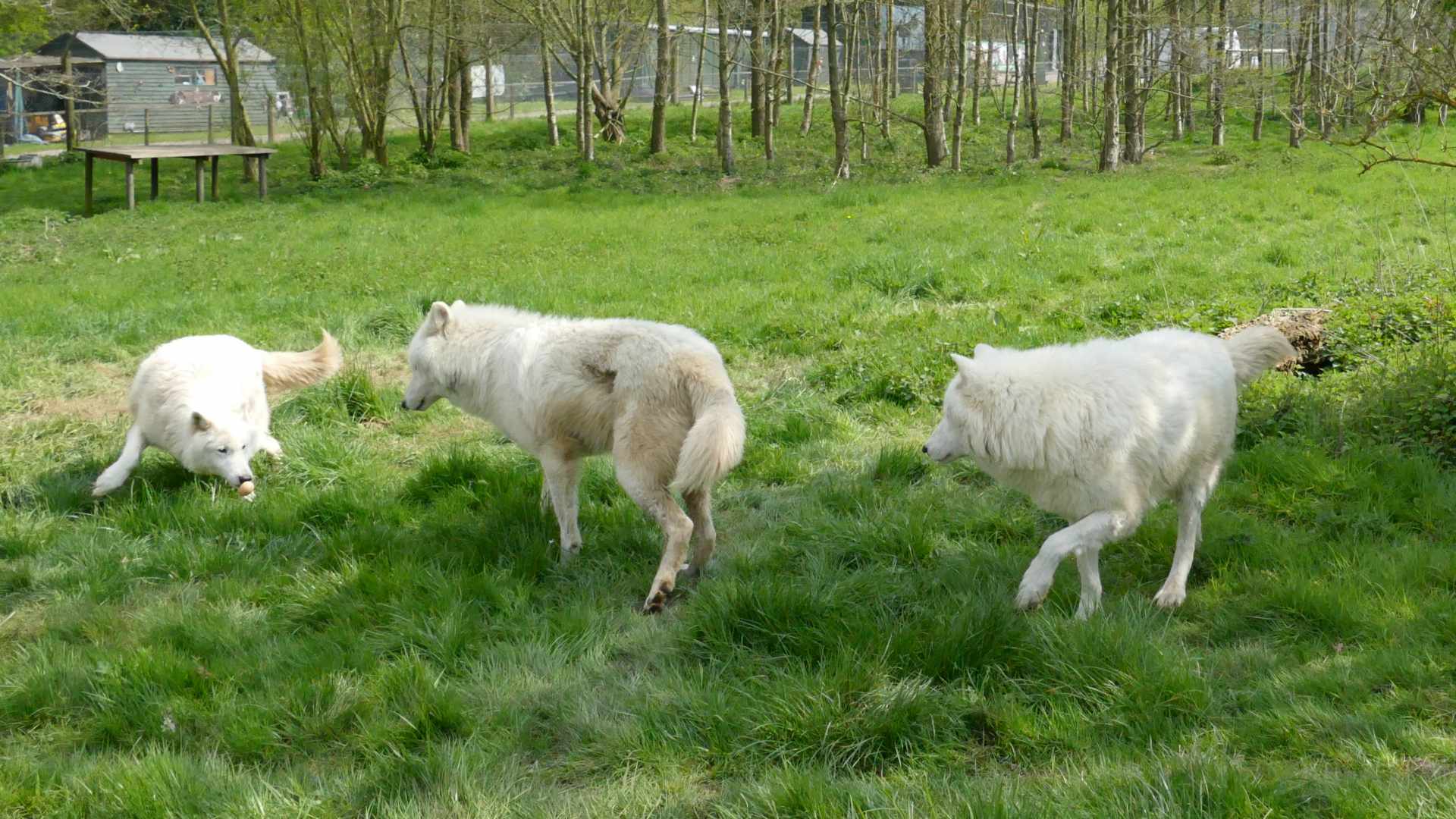 arctic wolf competitors