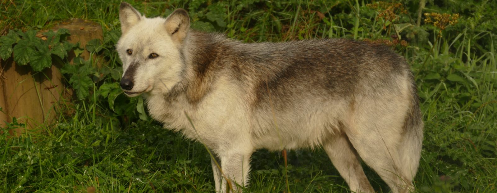 Mai | The UK Wolf Conservation Trust