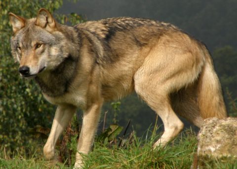 torak and wolf