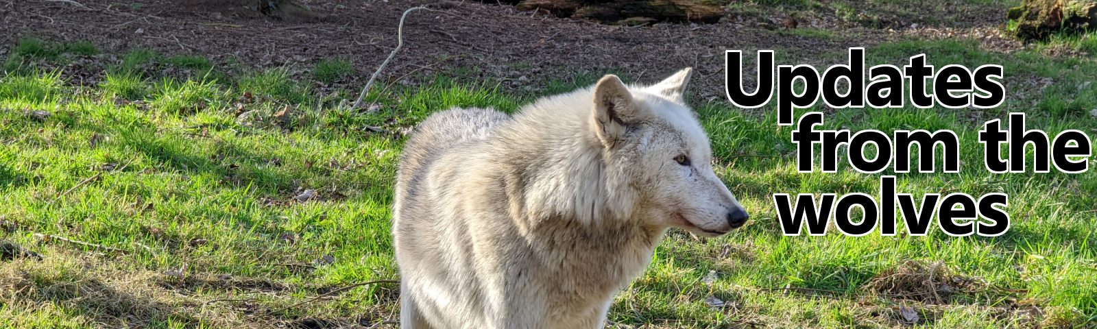 Updates from the wolves