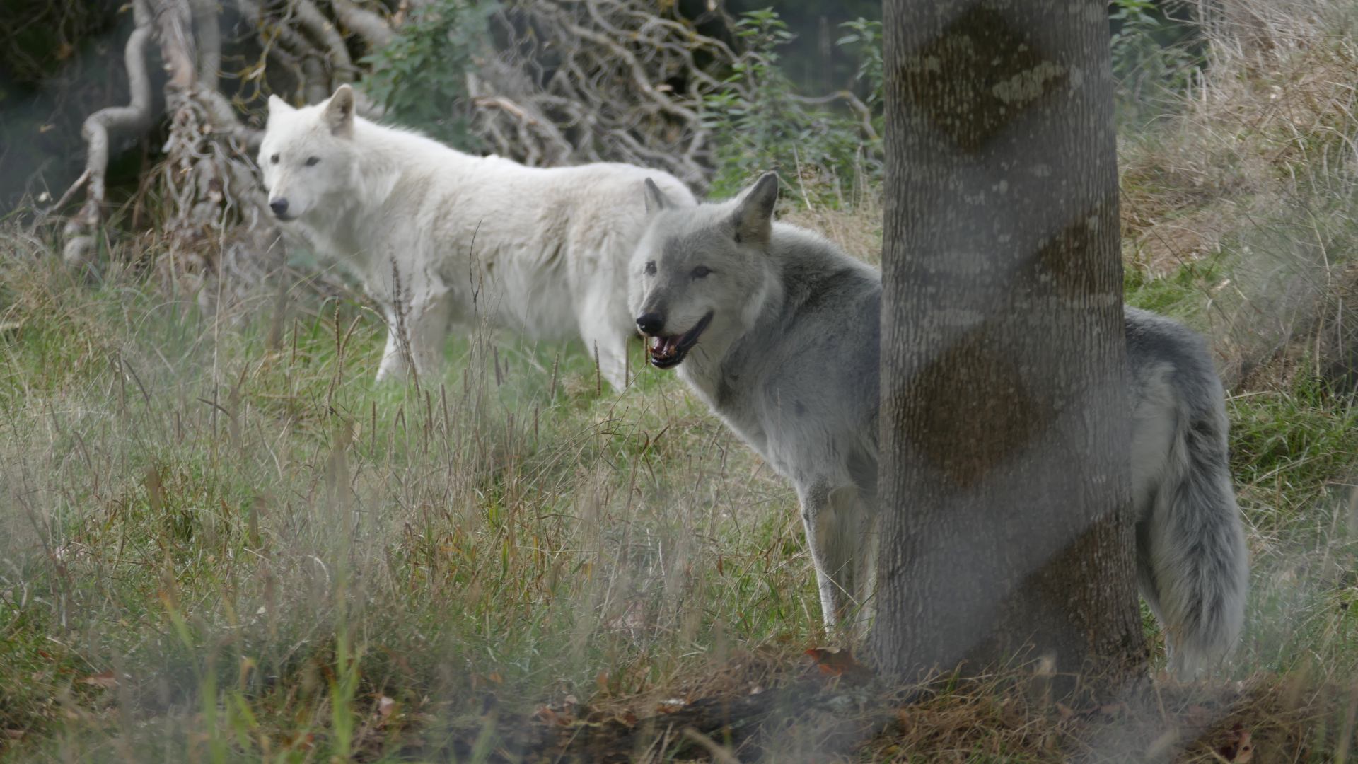 Tundra and Tala