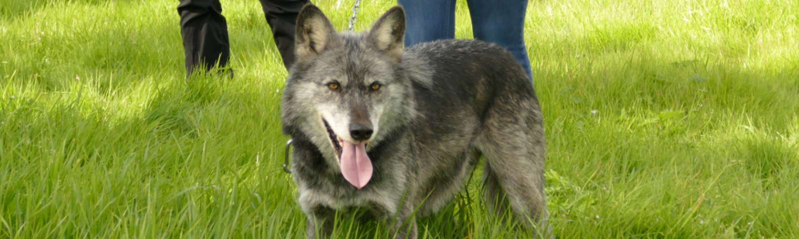 The UK Wolf Conservation Trust